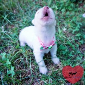 Solid White Husky