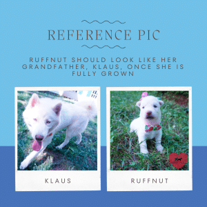 rufnutt's reference