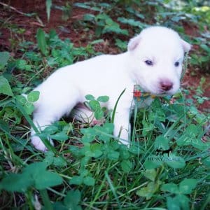 Solid White Siberian Husky Puppy
