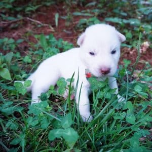 Solid White Siberian Husky Puppy
