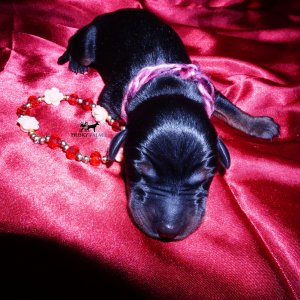 dobe for sale
