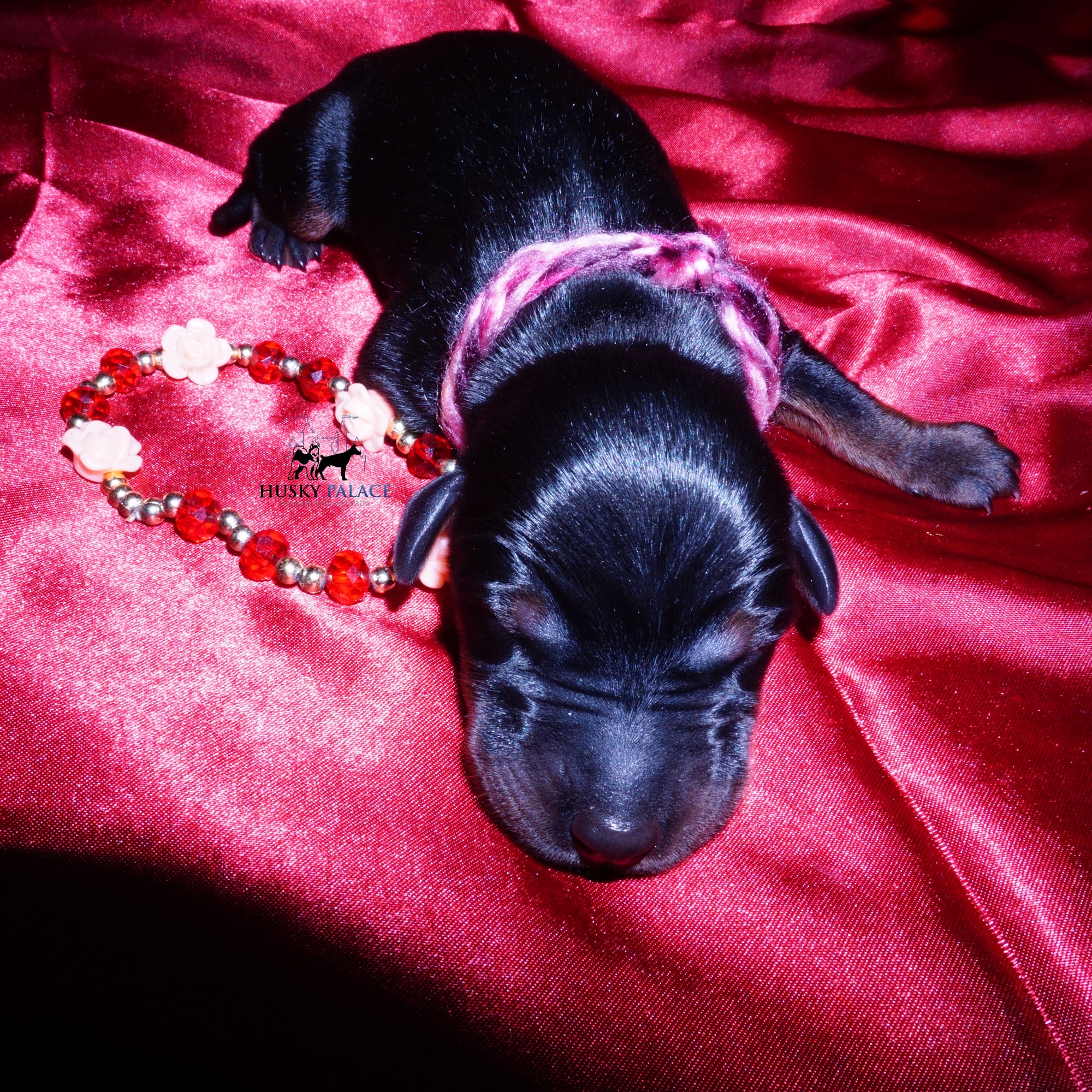 dobe for sale