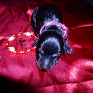 dobe for sale