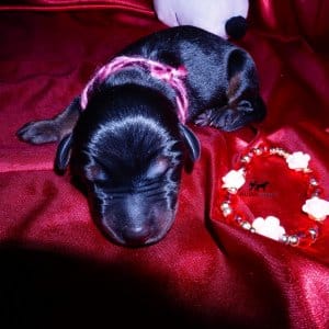 dobe for sale