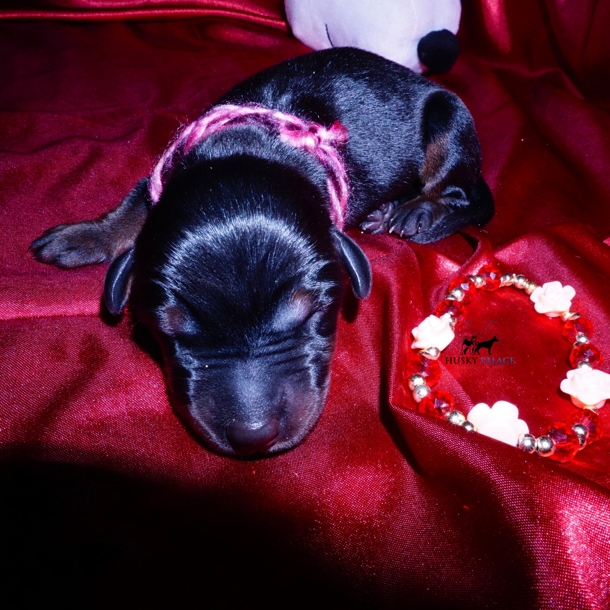 dobe for sale