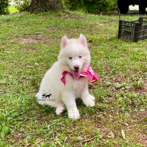 Husky litters