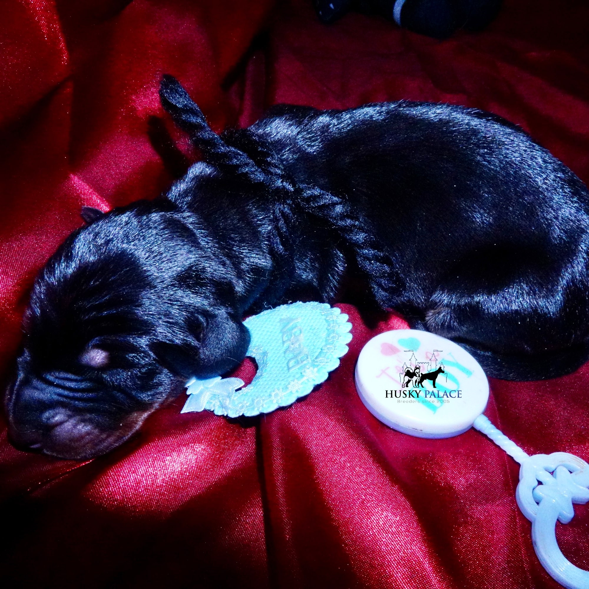 Doberman Pinscher Puppies for Sale