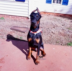 Zuko