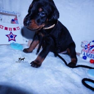100% Euro Doberman