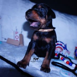 100% Euro Doberman