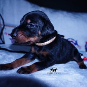 100% Euro Doberman