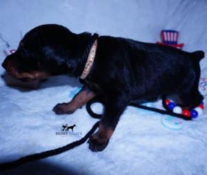 100% Euro Doberman
