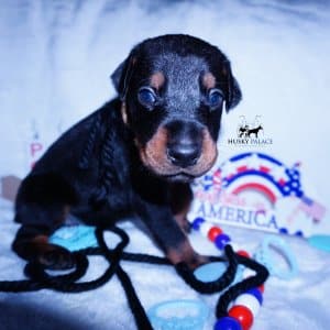100% Euro Doberman
