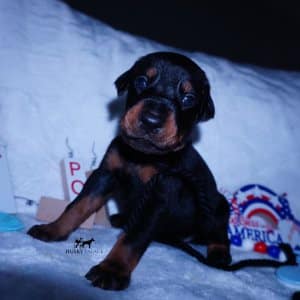 100% Euro Doberman