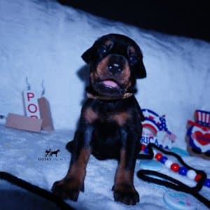 100% Euro Doberman