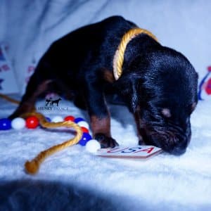 AKC Doberman Puppy