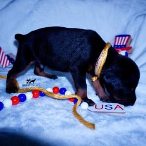 AKC Doberman Puppy