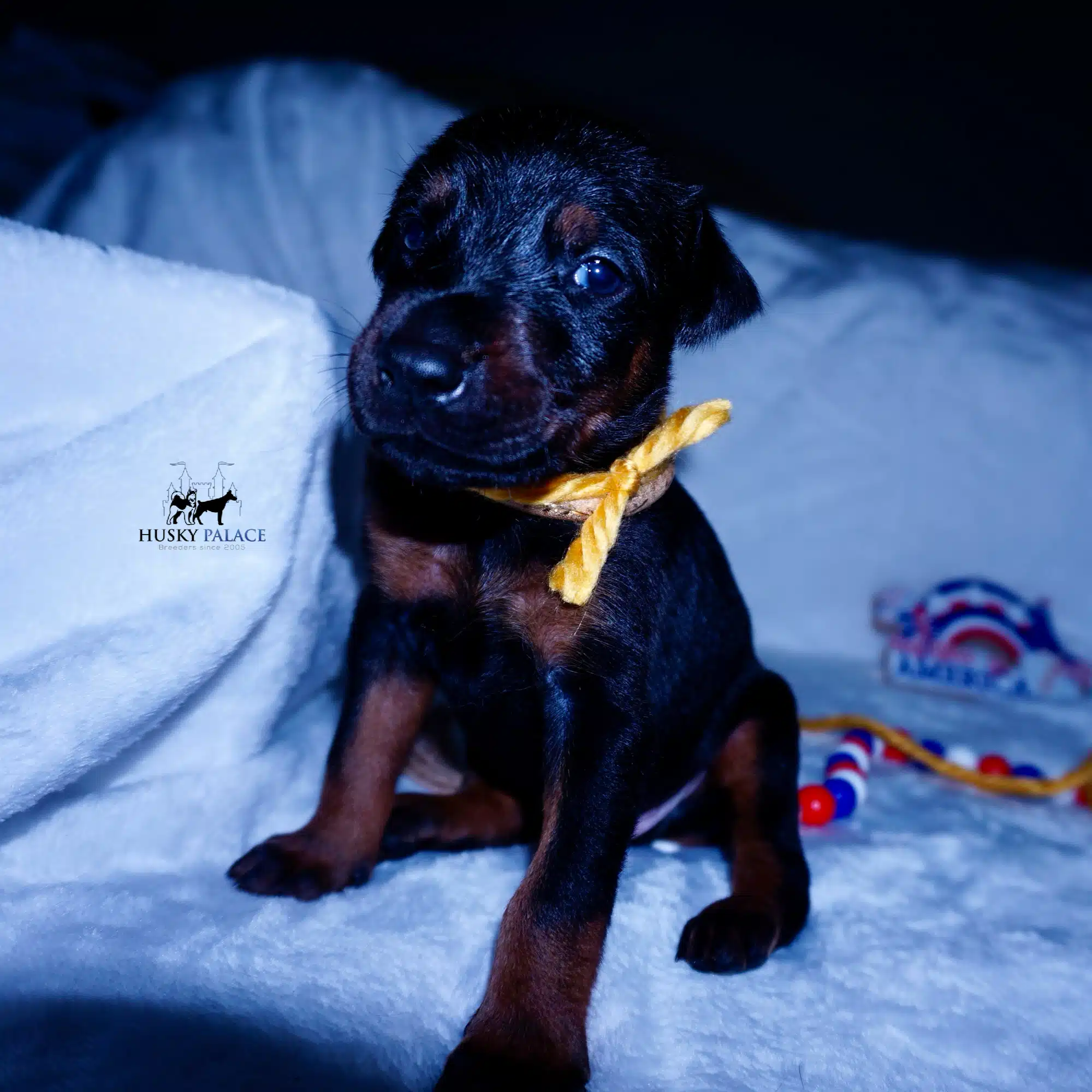 AKC Doberman Puppy
