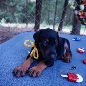 AKC Doberman Puppy