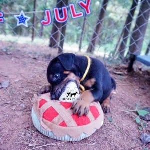 AKC Doberman Puppy