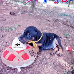 AKC Doberman Puppy