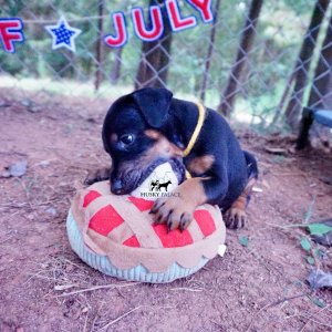 AKC Doberman Puppy