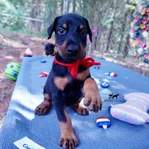 AKC European Doberman