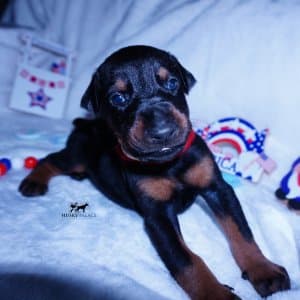 AKC European Doberman