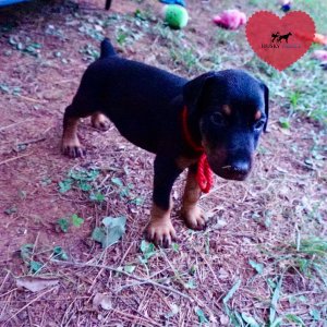 AKC European Doberman