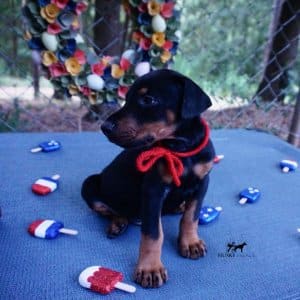 AKC European Doberman
