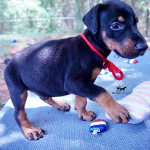 AKC European Doberman