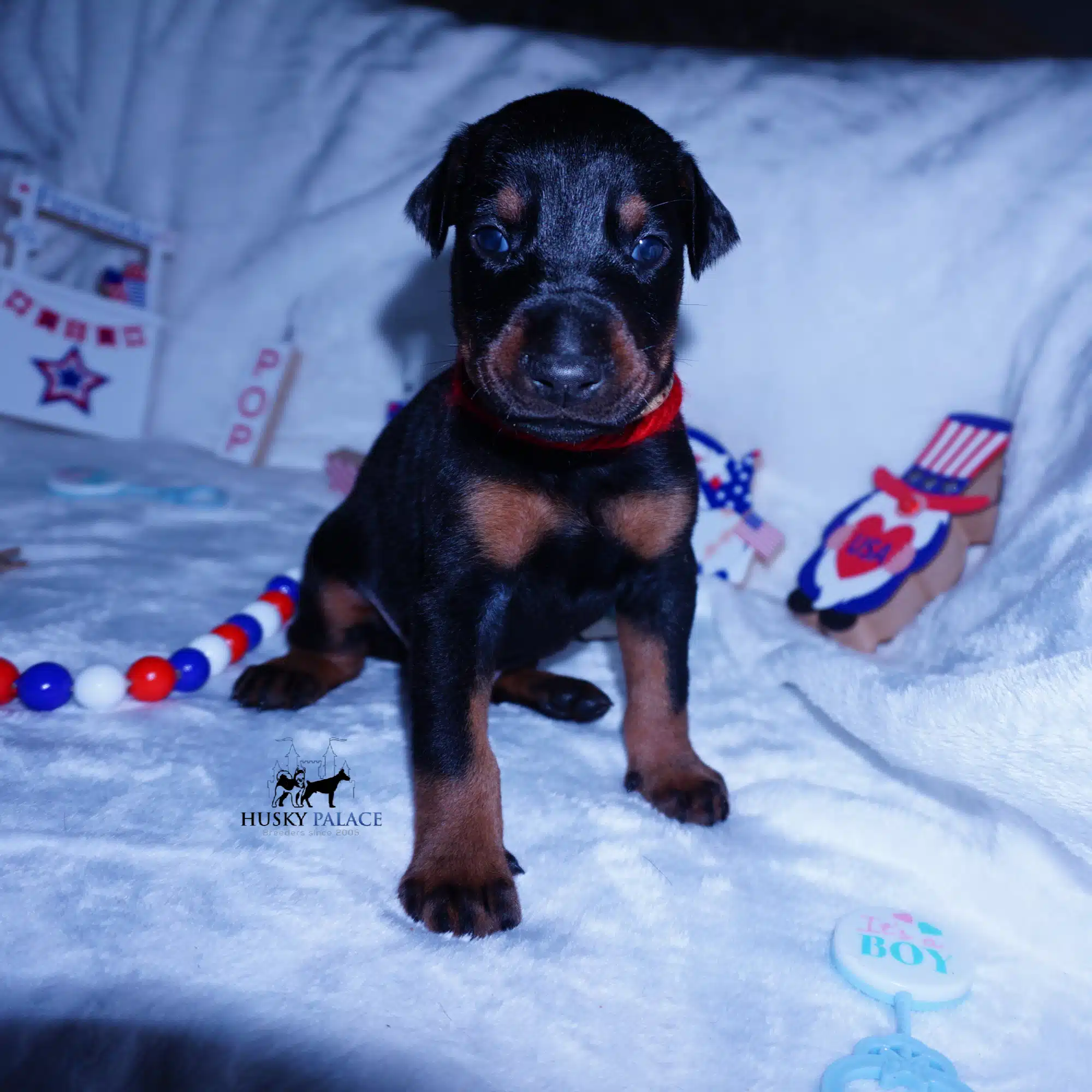 AKC European Doberman