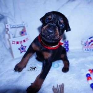 AKC European Doberman