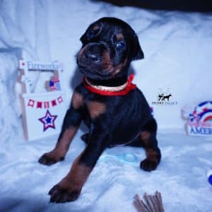 AKC European Doberman