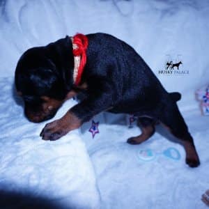 AKC European Doberman