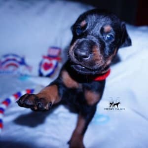 AKC European Doberman