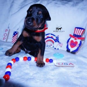 AKC European Doberman