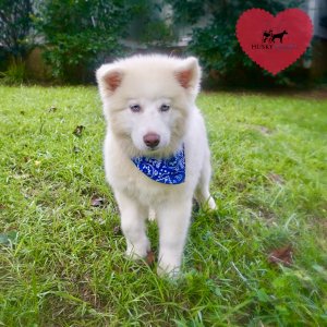 AKC Husky