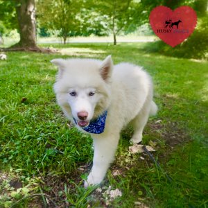 AKC Husky