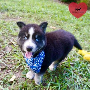 Black Husky Puppy