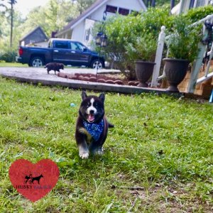 Black Husky Puppy