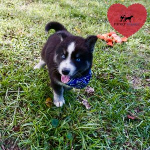 Black Husky Puppy