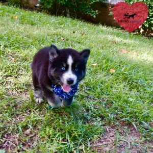 Black Husky Puppy
