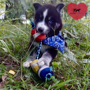 Black Husky Puppy