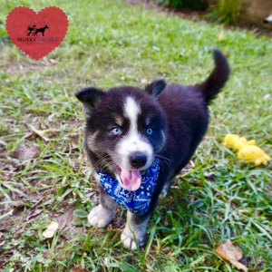 Black Husky Puppy