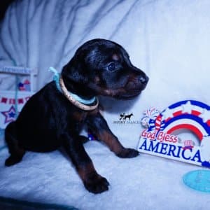 Black & Rust Doberman Pinscher Puppy