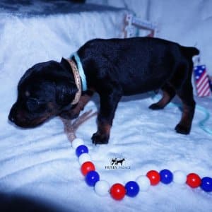 Black & Rust Doberman Pinscher Puppy