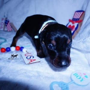 Black & Rust Doberman Pinscher Puppy
