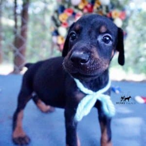 Black & Rust Doberman Pinscher puppy