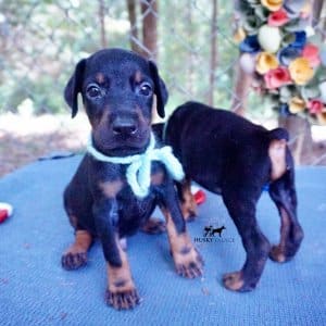 Black & Rust Doberman Pinscher puppy